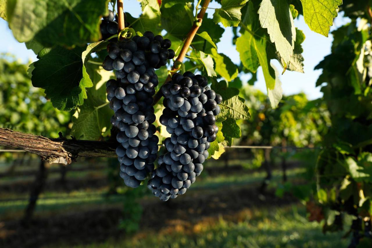 Adina Vineyard Apart otel Lovedale Dış mekan fotoğraf